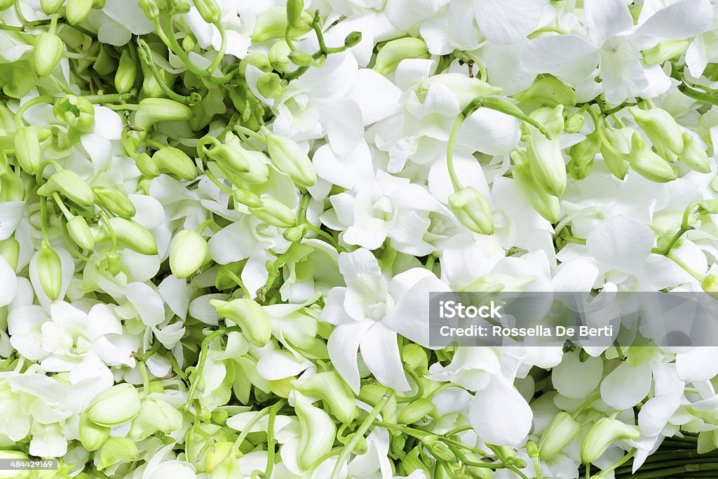 White Orchid Bouquets Close-Up Bundles of white orchid bouquets, flower market. Anniversary Stock Photo
