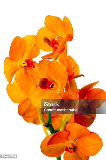 Laranja Vanda Orquídea - Fotografias de stock e mais imagens de Beleza natural - Beleza natural, Botão - Estágio de flora, Branco