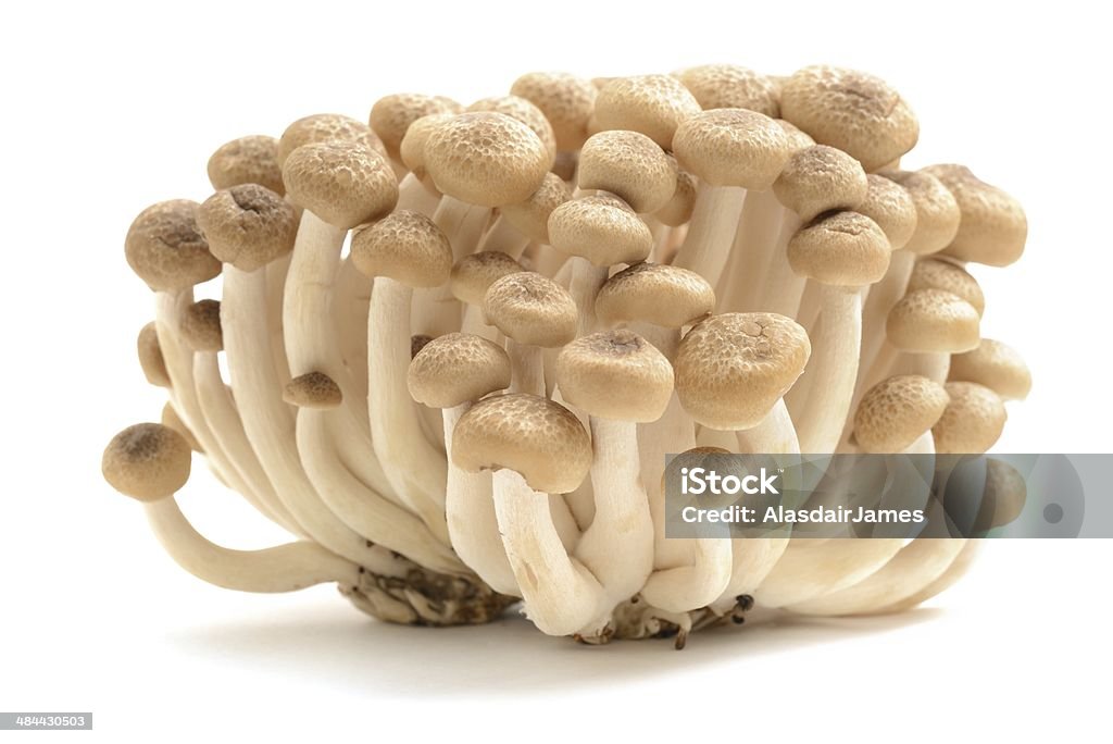Buna Shimeji Buna Shimeji mushrooms, isolated on a white background. Beige Stock Photo