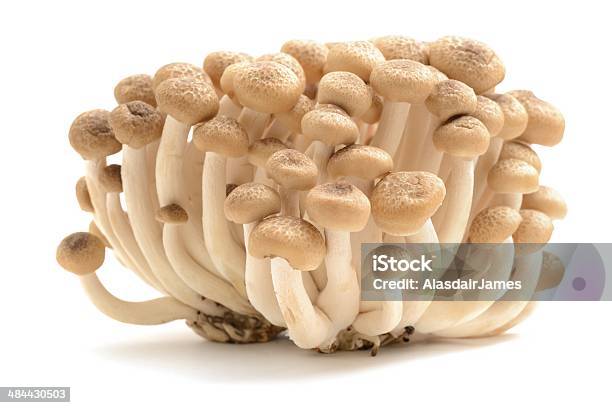 Buna Shimeji Stock Photo - Download Image Now - Beige, Brown, Brown Beech Mushroom