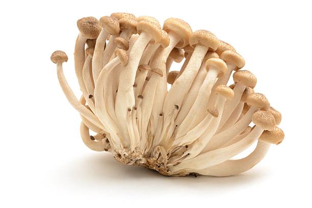 Buna Shimeji mushrooms Buna Shimeji mushrooms, isolated on a white background. buna shimeji stock pictures, royalty-free photos & images