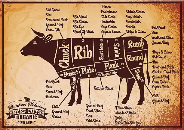 Vector illustration of poster with detailed diagram cutting cows