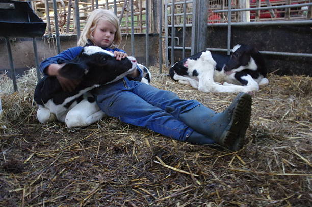 istock Girl with calf 484432566