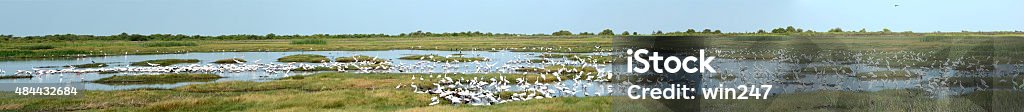 Large Panorama With Many Species Of Birds At Wildlife Refuge Large Panorama Of Many Species Of Birds At Wildlife Refuge showing blue sky, wetlands, water, grasses and Great Egrets, Snowy Egrets, Redish Egrets, Cattle Egrets, Roseate Spoonbills, Great Blue Herons, Blue Herons, White Ibis, White Faced Ibis, Wood Storks and other species of birds. This would make a beautiful mural and was taken at Brazoria National Wildlife reguge in Texas. Texas Stock Photo