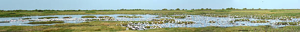 Large Panorama With Many Species Of Birds At Wildlife Refuge Large Panorama Of Many Species Of Birds At Wildlife Refuge showing blue sky, wetlands, water, grasses and Great Egrets, Snowy Egrets, Redish Egrets, Cattle Egrets, Roseate Spoonbills, Great Blue Herons, Blue Herons, White Ibis, White Faced Ibis, Wood Storks and other species of birds. This would make a beautiful mural and was taken at Brazoria National Wildlife reguge in Texas. cattle egret photos stock pictures, royalty-free photos & images