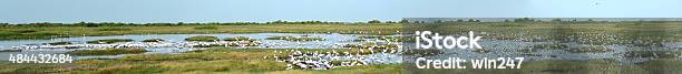 Large Panorama With Many Species Of Birds At Wildlife Refuge Stock Photo - Download Image Now
