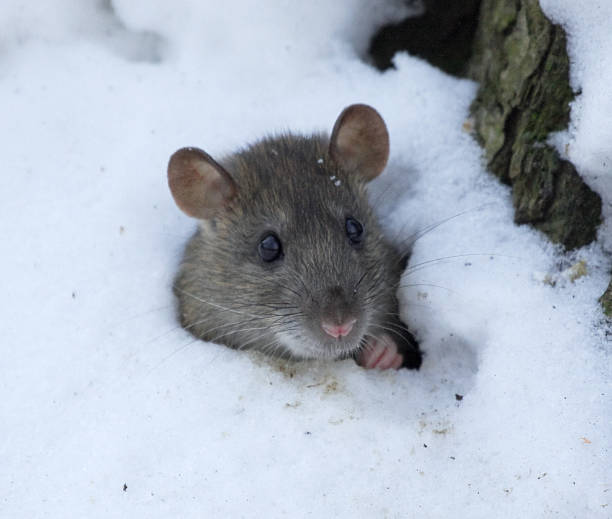 istock Mouse peeking out of a hole 484432858