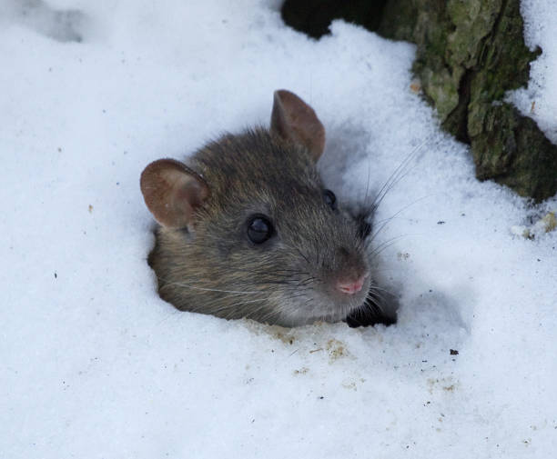 istock Mouse peeking out of a hole 484432860