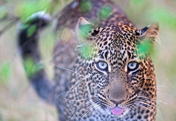 Staring Leopard Close up of a beautiful female leopard approaching camera amongst green undergrowth - Masai Mara national park, Kenya prowling stock pictures, royalty-free photos & images