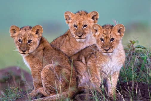 Three lion cubs at dawn – Masai Mara, Kenya