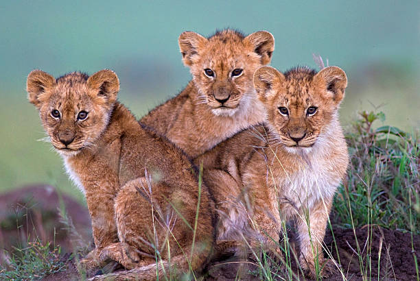 Lion Cubs Three lion cubs at dawn – Masai Mara, Kenya three animals photos stock pictures, royalty-free photos & images