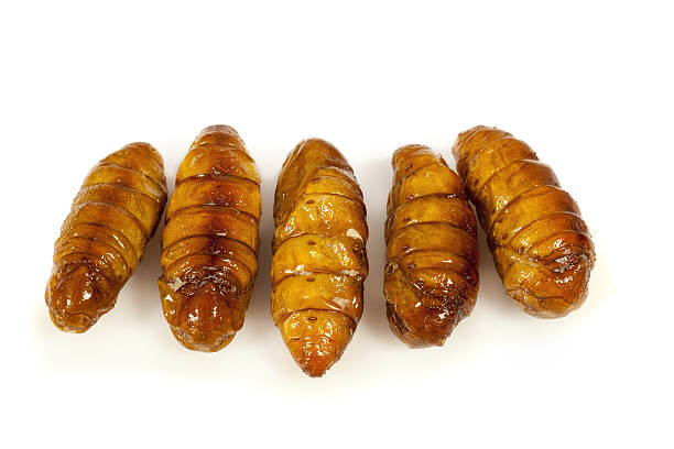 istock Silkworm pupae fries on white background 484435246