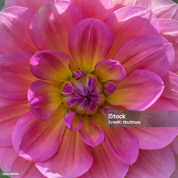 Heart Of The Daliah Flower Stock Photo - Download Image Now - 2015, Flower, Gardening