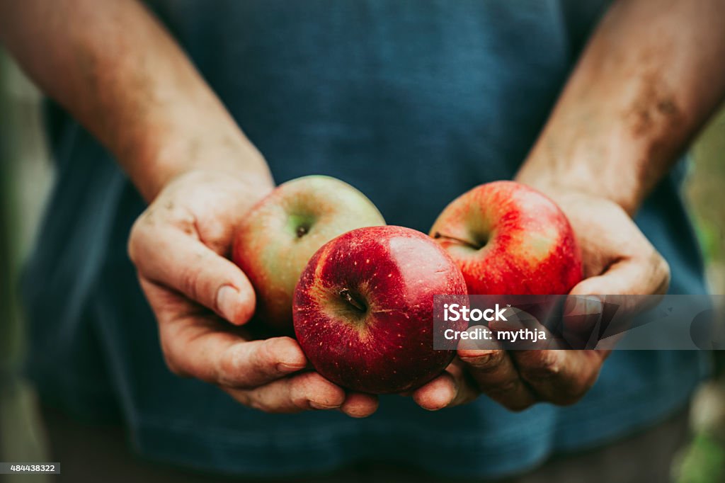 Farmer with apples Organic fruit and vegetables. Farmers hands with freshly harvested apples. Apple - Fruit Stock Photo