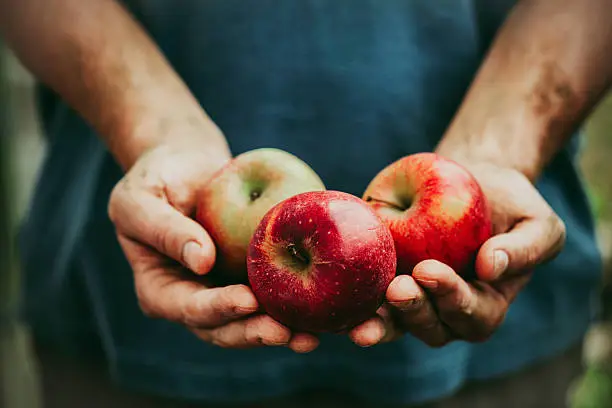 Photo of Farmer with apples