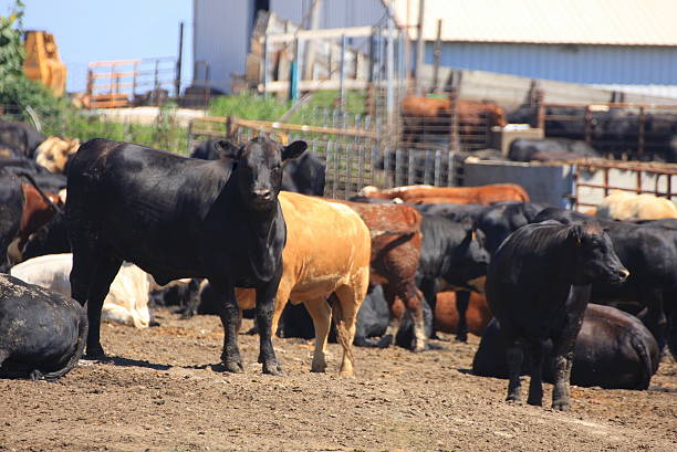 King of the Iowa Feedlot This black Angus looks like the king of this cattle feedlot in Carroll County, Iowa, on a warm, summer day. bull aberdeen angus cattle black cattle stock pictures, royalty-free photos & images