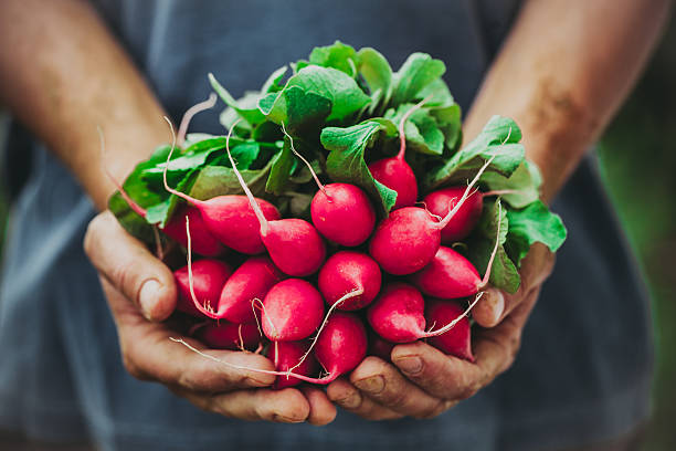 agriculteur avec des légumes - radis photos et images de collection