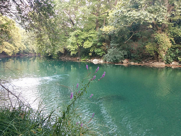 istock river side green water - Greek forrest 484439086