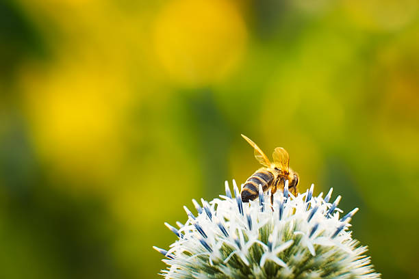 abeille sur une fleur - insect fly animal eye single flower photos et images de collection