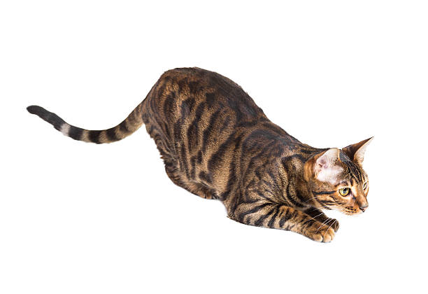 istock Cat breed Toyger preparing to jump. 484444966