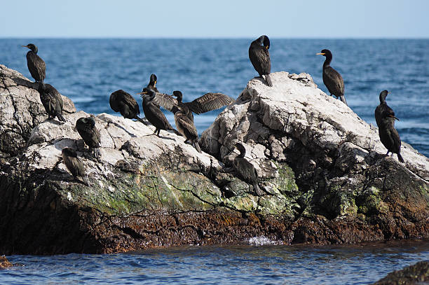 istock colony of cormorants on the rocks 484445058
