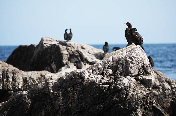 istock colony of cormorants on the rocks 484445064