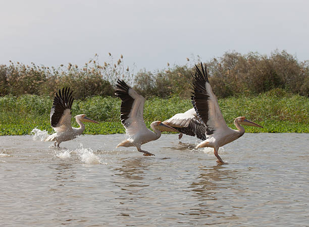 Pelican, Senegal stock photo