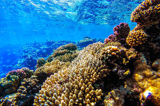 istock red sea underwater coral reef 484446386