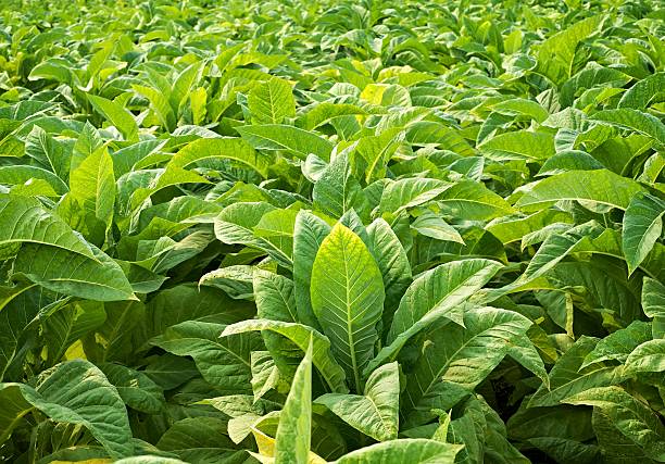 istock Closeup tobacco leaves 484449968