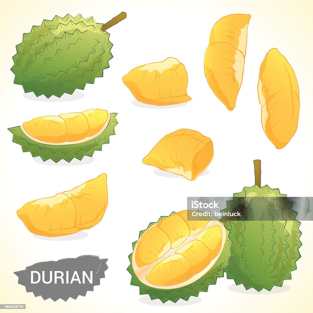 Duruine Vector Set Of Durian In Various Styles Vector Format Stock Illustration ...