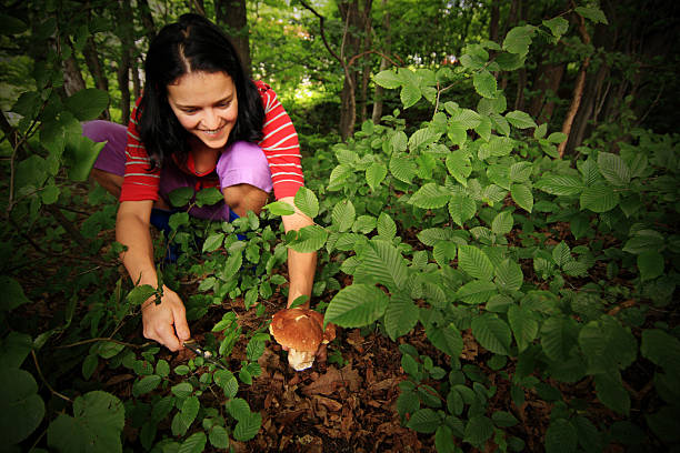 Forest Mushroom Picking stock photo