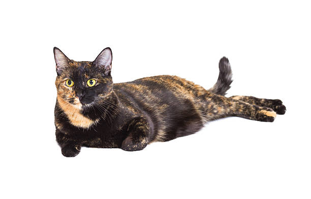 istock Mixed breed cat tortoiseshell color 484462506