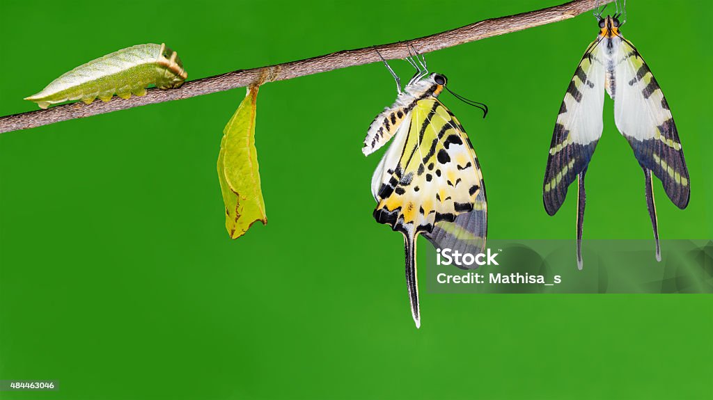 Five bar swordtail butterfly life cycle Five bar swordtail butterfly (antiphates pompilius) life cycle 2015 Stock Photo