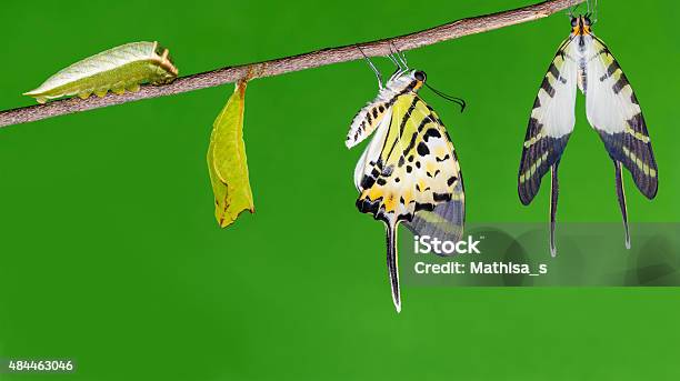 Five Bar Swordtail Butterfly Life Cycle Stock Photo - Download Image Now - 2015, Animal, Animal Abdomen