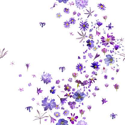 Repetible violeta flor gustos photo