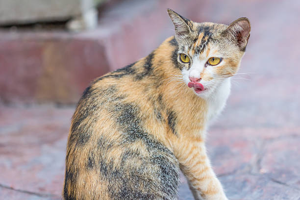 Multi-colored cat and yellow stripes with yellow eyes