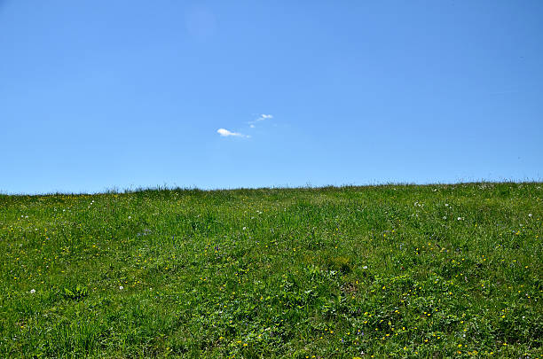 istock Land horizon - green meadow and blue sky 484466284