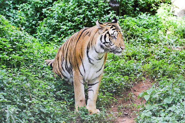 istock Scary looking male royal bengal tiger 484466450