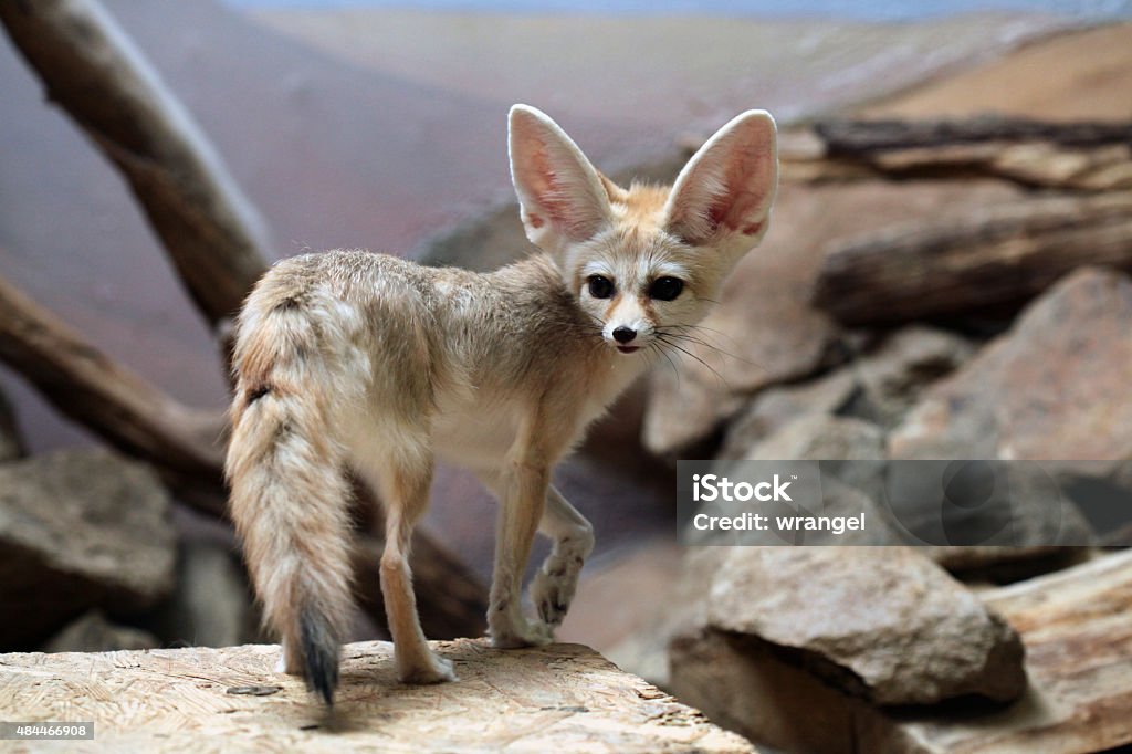 Fennec fox (Vulpes zerda). Fennec fox (Vulpes zerda). Wild life animal. Fennec Fox Stock Photo