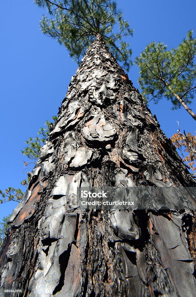 Looking up burned pine tree Looking vertically up the blistered, gnarly, burnt bark of a slash pine to the green tree top against a bright blue sky 2015 Stock Photo