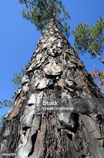 Looking Up Burned Pine Tree Stock Photo - Download Image Now - 2015, Black Color, Blister