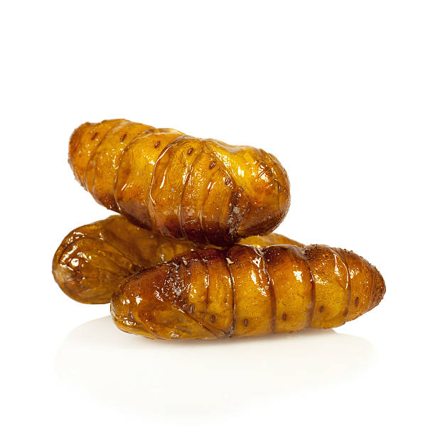 istock Silkworm pupae fries on white background 484467890