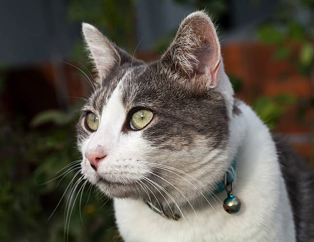 istock White and Grey Tabby Cat Close-up Guarding her Home 484468067