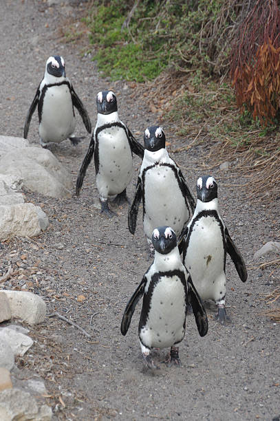 African Penguins stock photo