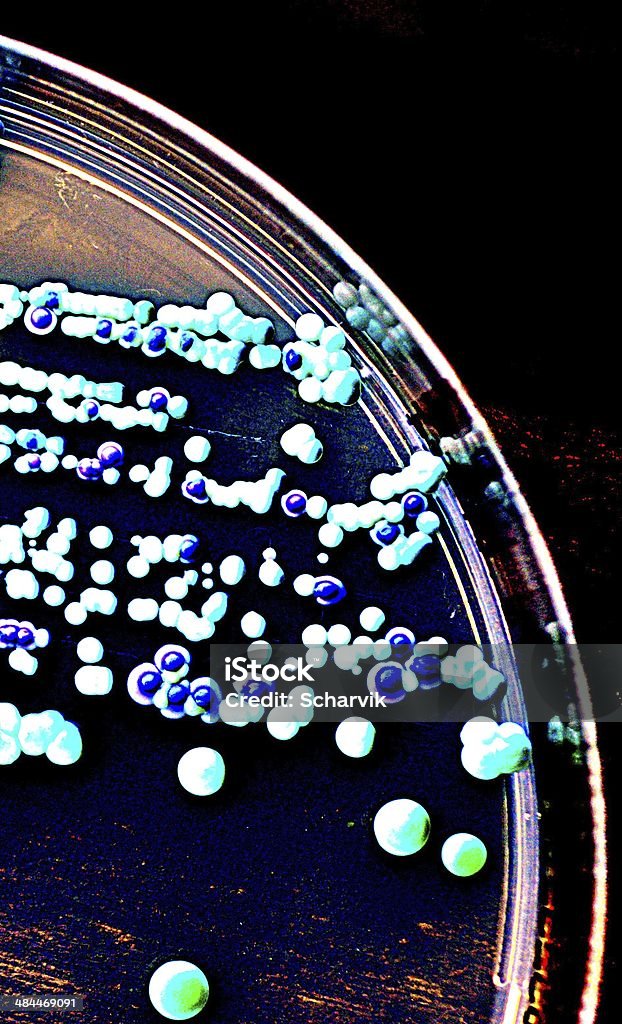 Candida (levedura) - Royalty-free Afta Foto de stock