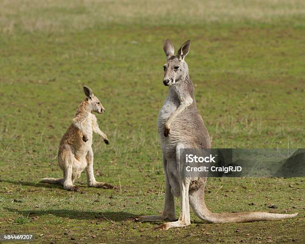 Большой Рыжий Кенгуру — стоковые фотографии и другие картинки Австралия - Австралазия - Австралия - Австралазия, Без людей, Большой рыжий кенгуру