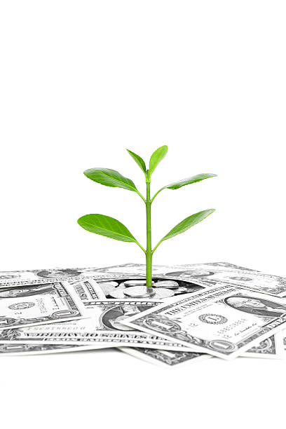 istock investment plan:coin and growing plant on dollar currency 484469481