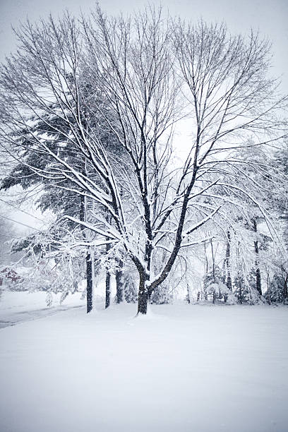 istock Big, beautiful tree covered in snow in the winter 484469901