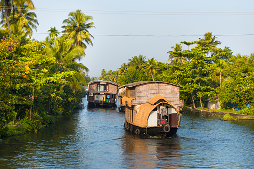 Many house boats sail down the river in backwaters against palms background and blue sky In Alappey, Kerala, India. Kerala state, with a large network of inland canals earning it the sobriquet 