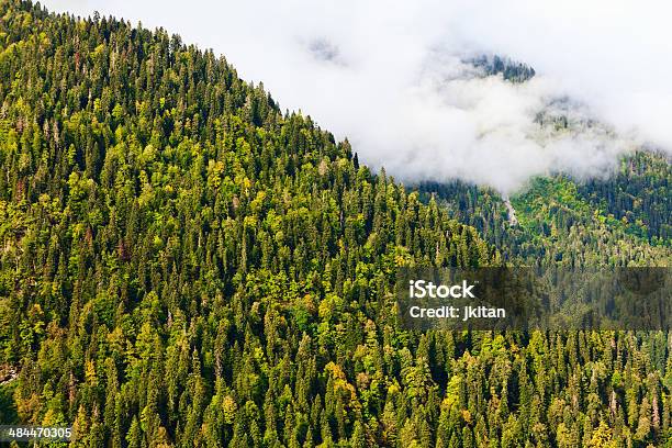 Photo libre de droit de Forêt Alpine banque d'images et plus d'images libres de droit de Affluence - Affluence, Arbre, Arbre à feuilles persistantes